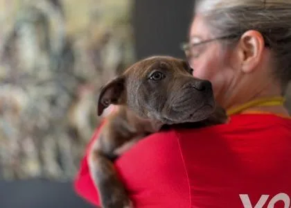 Rockadile Red D thumbnail 2