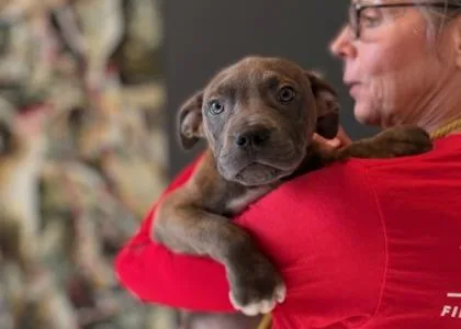 Rockadile Red D thumbnail 3