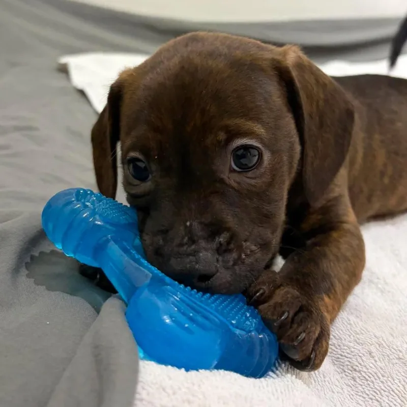 A baby small-sized male Brindle Mixed Breed dog named Fudge for adoption in Seminole, FL