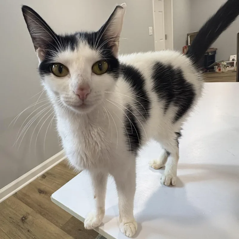 A young medium-sized female Domestic Short Hair cat named Rory for adoption in Cumming, GA