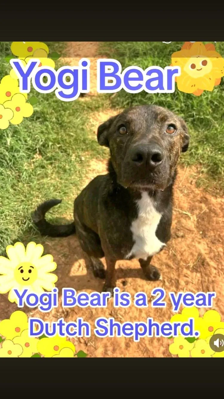 Yogi Bear thumbnail 2
