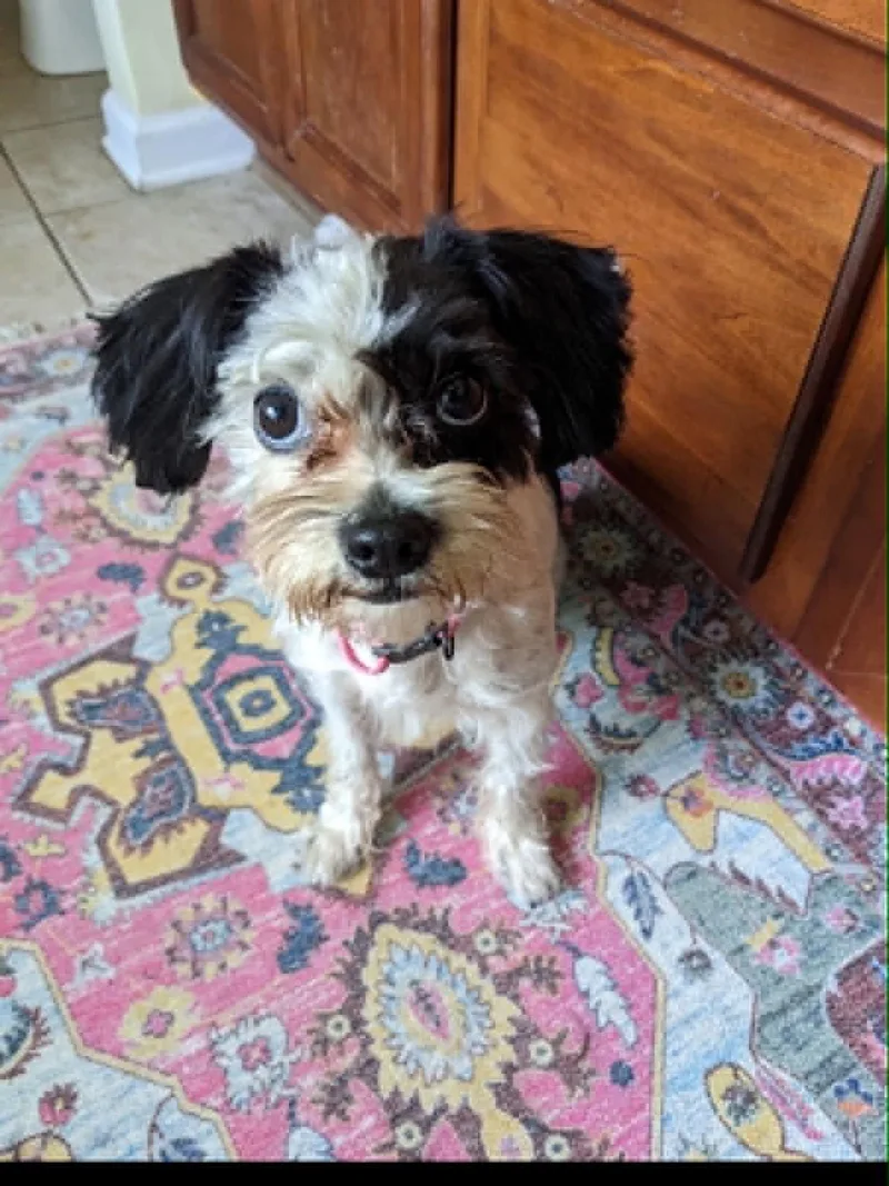 An adult small-sized female Maltese dog named Cupcake for adoption in Holly Springs, NC