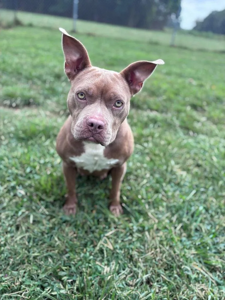 A young small-sized female American Bully dog named Munchkin for adoption in Dutton, VA