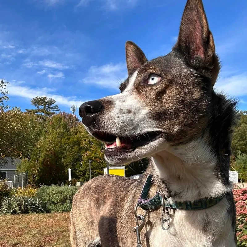 An adult medium-sized female Husky dog named Rosa for adoption in Conway, NH