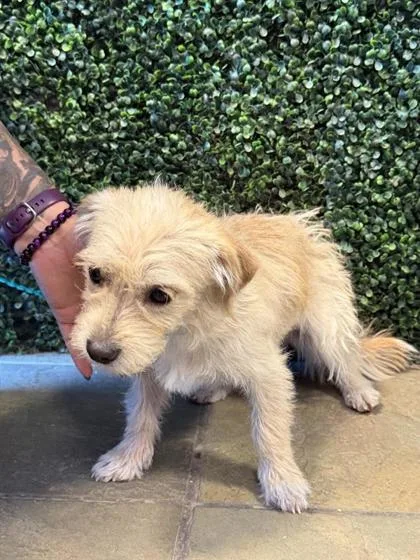 A young small-sized female Apricot / Beige Mixed Breed dog named 61093746 for adoption in El Paso, TX
