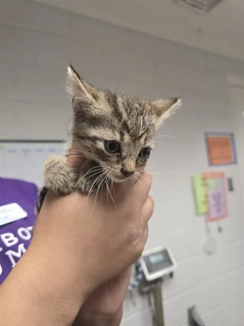 A baby small-sized male Domestic Short Hair cat named Chocolate Chip for adoption in Easton, MD