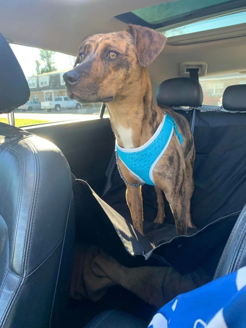 Dinkley Doo Lafayette