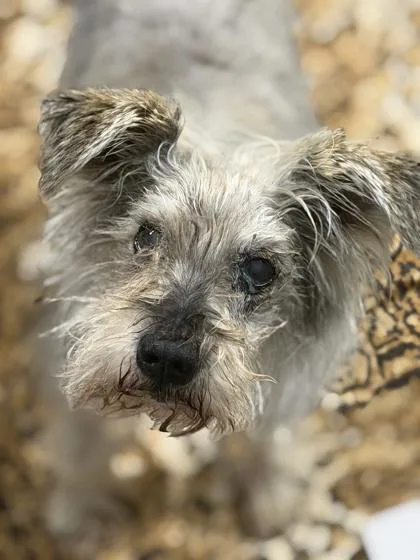A senior small-sized male Gray / Blue / Silver Miniature Schnauzer dog named Pretty Boy for adoption in Sacramento, CA