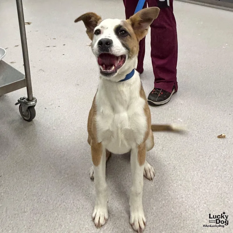 A young medium-sized female Australian Shepherd dog named Bonnie for adoption in Washington, DC