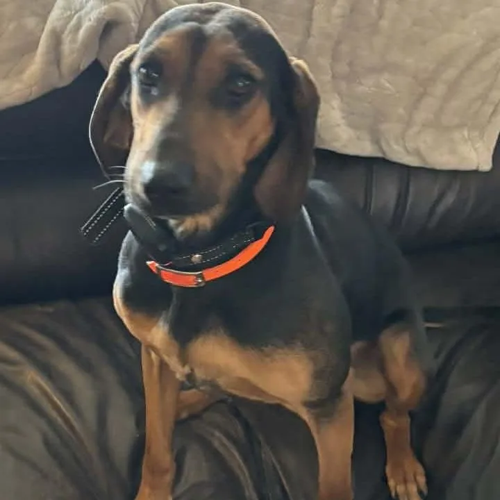 A young medium-sized female Black and Tan Coonhound dog named June for adoption in Newport, WA