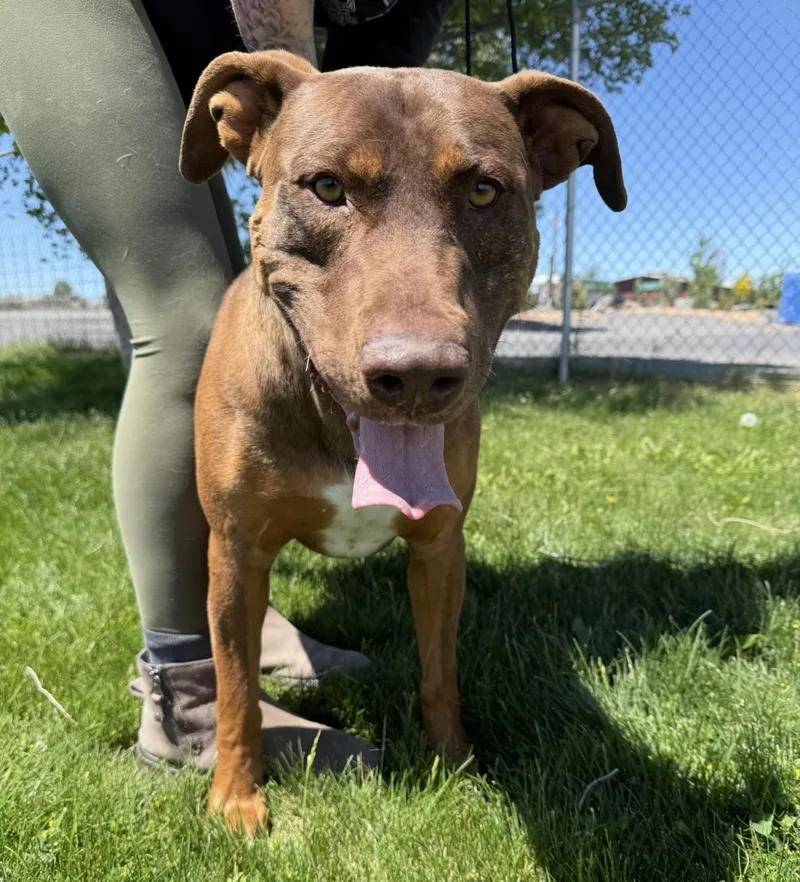An adult large-sized male Mixed Breed dog named Roofis for adoption in Prineville, OR