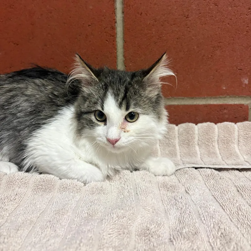 A baby small-sized male Domestic Medium Hair cat named Teddy for adoption in Cabot, AR