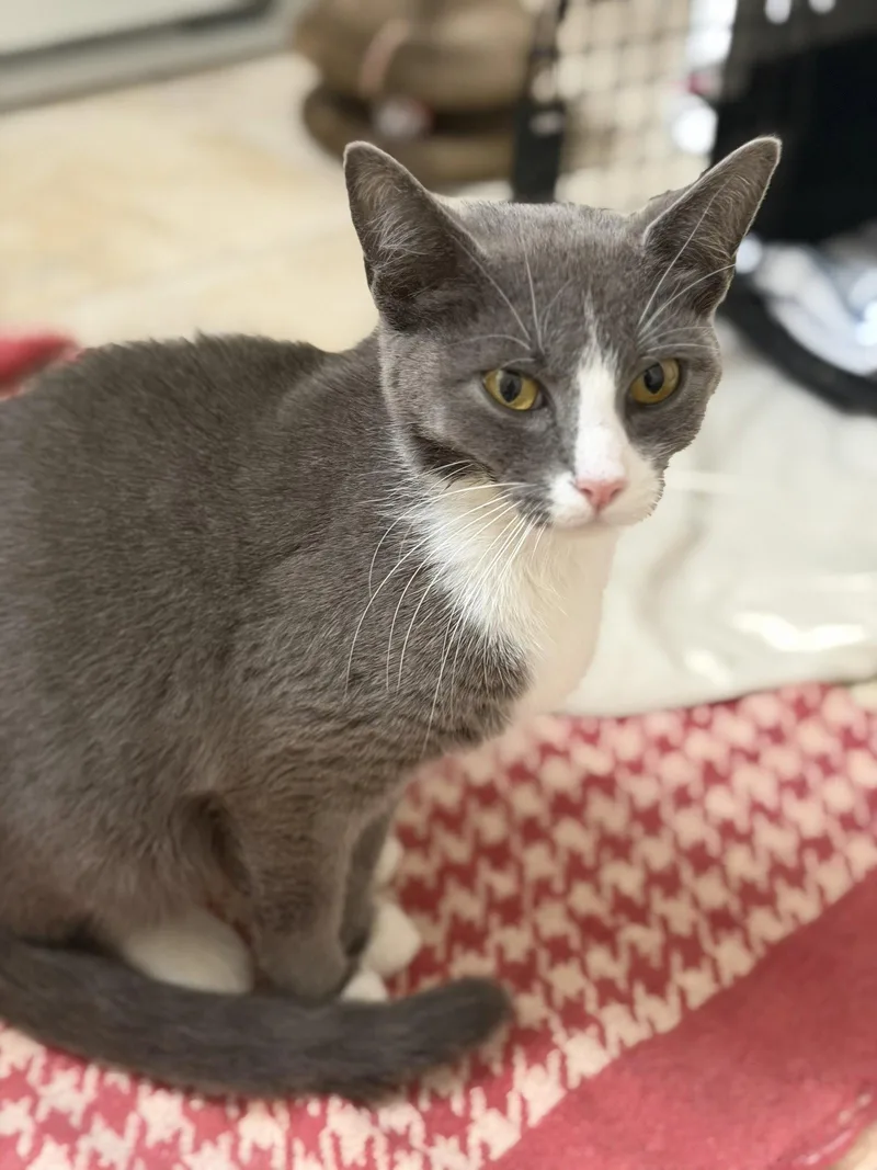 A young medium-sized female Gray & White Domestic Short Hair cat named Boss Baby for adoption in Crossville, TN