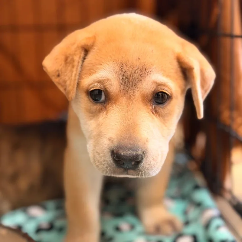 A baby small-sized female Golden American Staffordshire Terrier dog named Beretta for adoption in San Antonio, TX