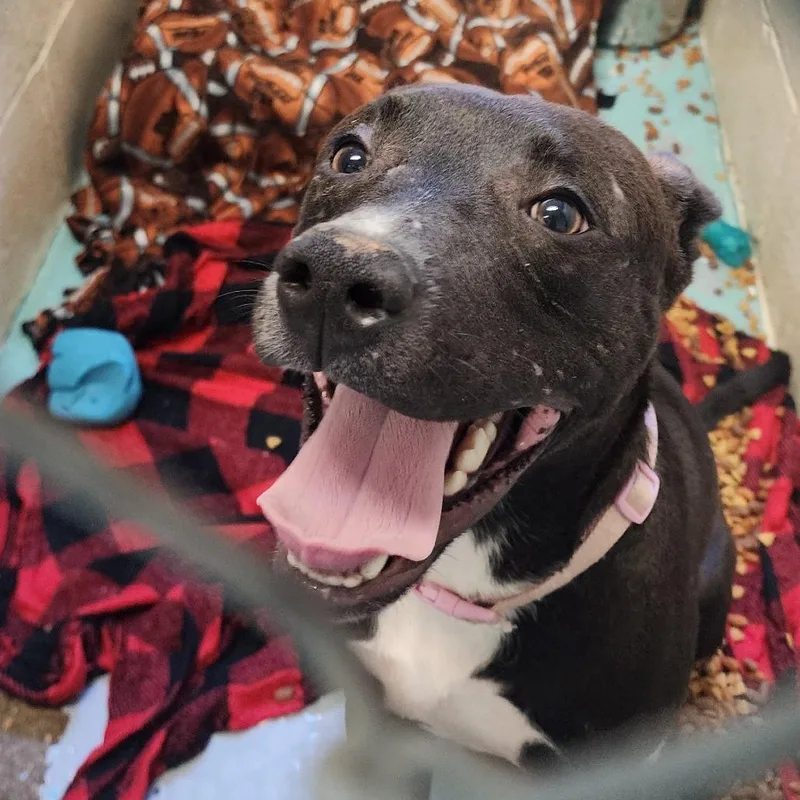 A young medium-sized male Black Mixed Breed dog named SixSeven for adoption in Charleston, WV
