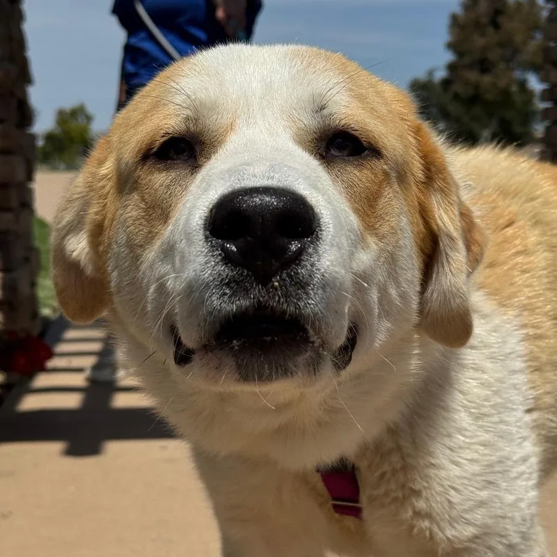 Bella thumbnail 3