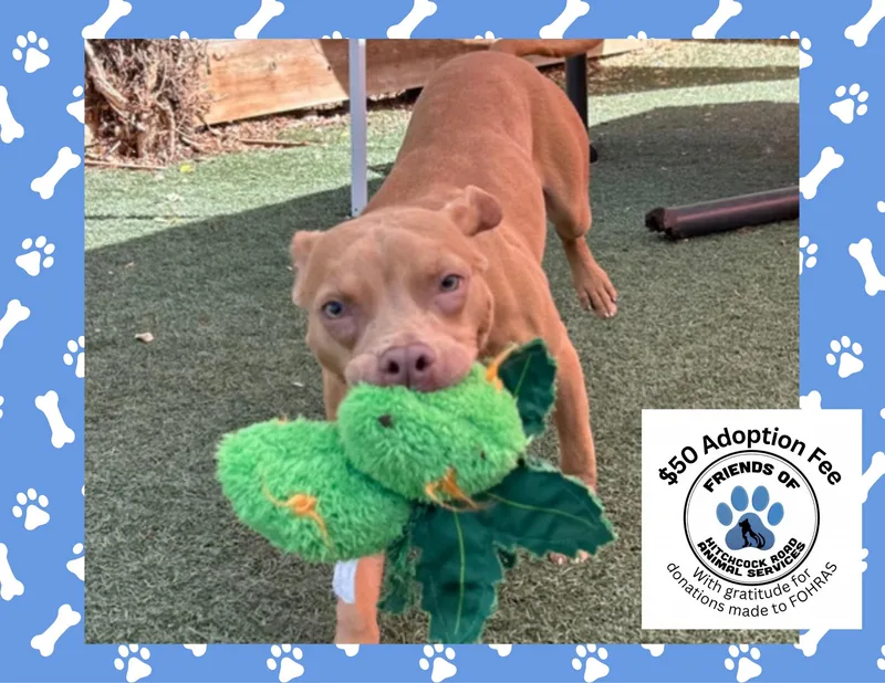 A young medium-sized female Pit Bull Terrier dog named Harmony for adoption in Salinas, CA