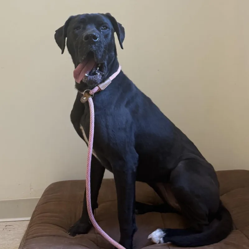 A young medium-sized female Black Mixed Breed dog named Betty for adoption in Red House, WV