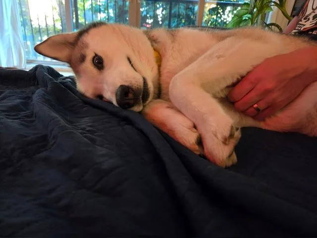 An adult medium-sized female Siberian Husky dog named Laika for adoption in Deer Park, WA