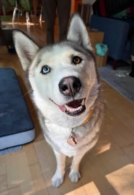 Laika thumbnail 2