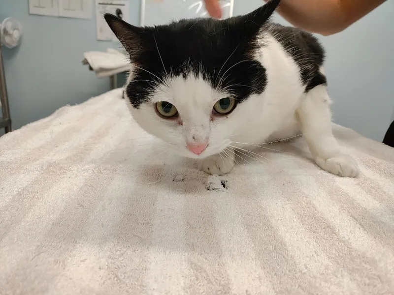 An adult medium-sized male Domestic Short Hair cat named Good Soup for adoption in Raleigh, NC
