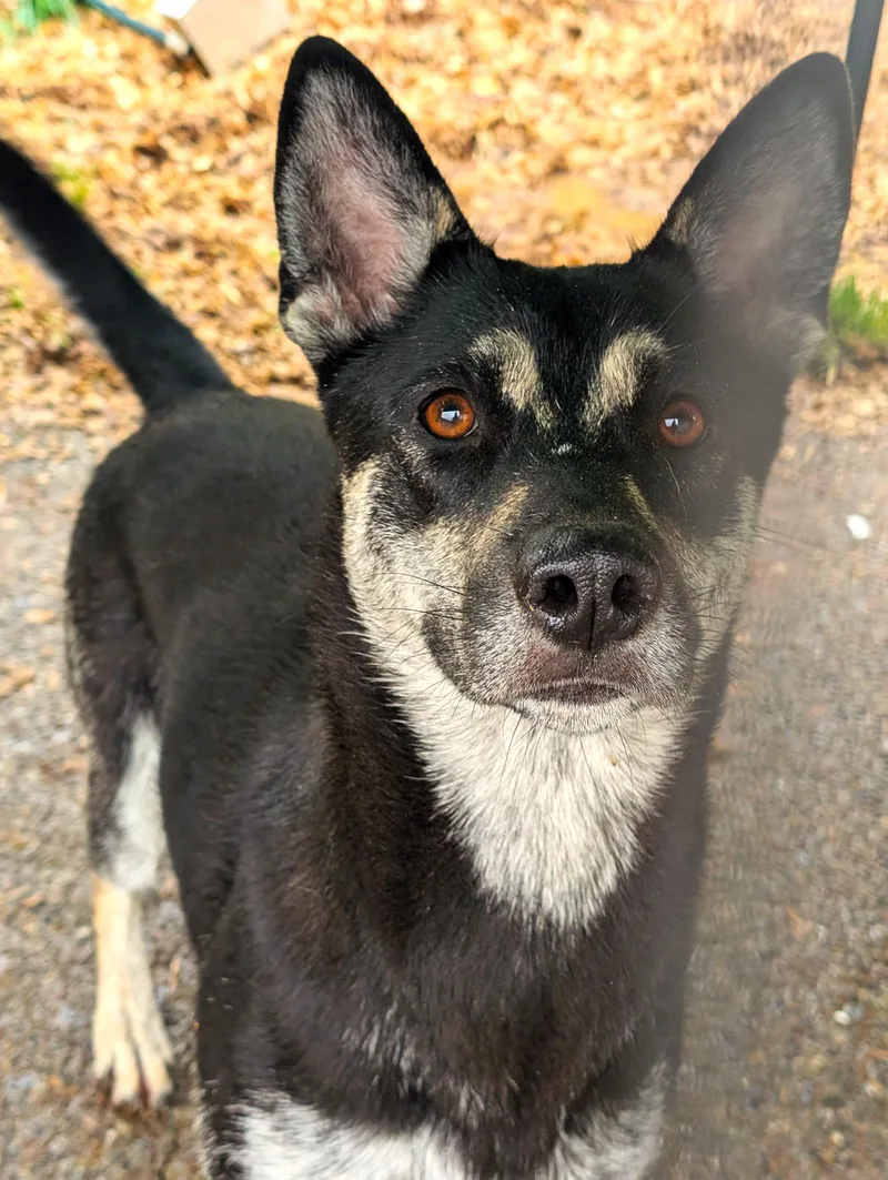 An adult medium-sized female Tricolor (Brown, Black, & White) Belgian Shepherd / Malinois dog named Mango for adoption in Ventura, CA