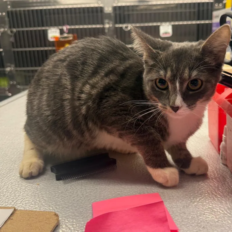A baby small-sized female Gray / Blue / Silver Domestic Short Hair cat named Magnolia for adoption in Spokane, WA