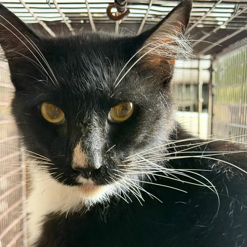 An adult large-sized male Black Domestic Short Hair cat named MCord for adoption in Birmingham, AL