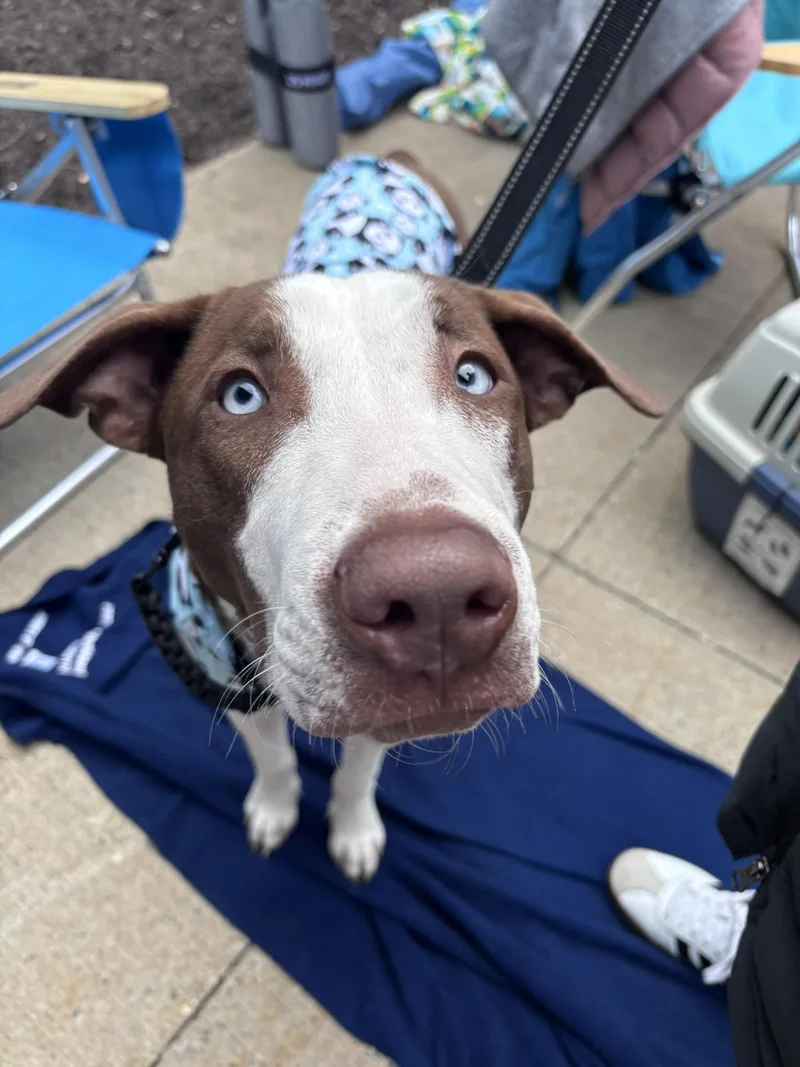 A young medium-sized male Mixed Breed dog named Moomba for adoption in Pembroke, MA