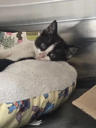 A baby small-sized female Domestic Short Hair cat named Sugar Cookie Loaf for adoption in Westland, MI