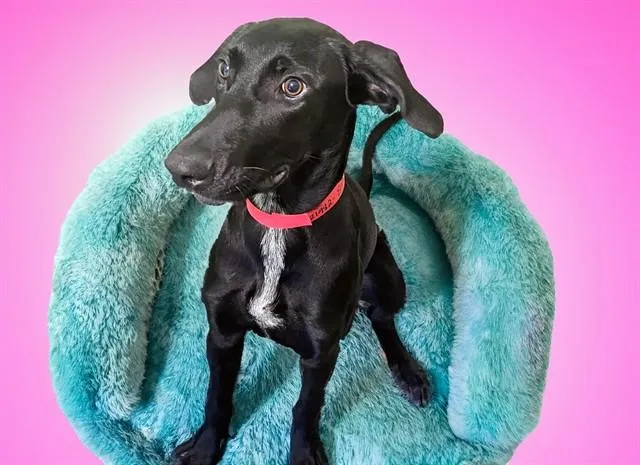 A young medium-sized female Pointer dog named Elsa for adoption in Fort Lauderdale, FL