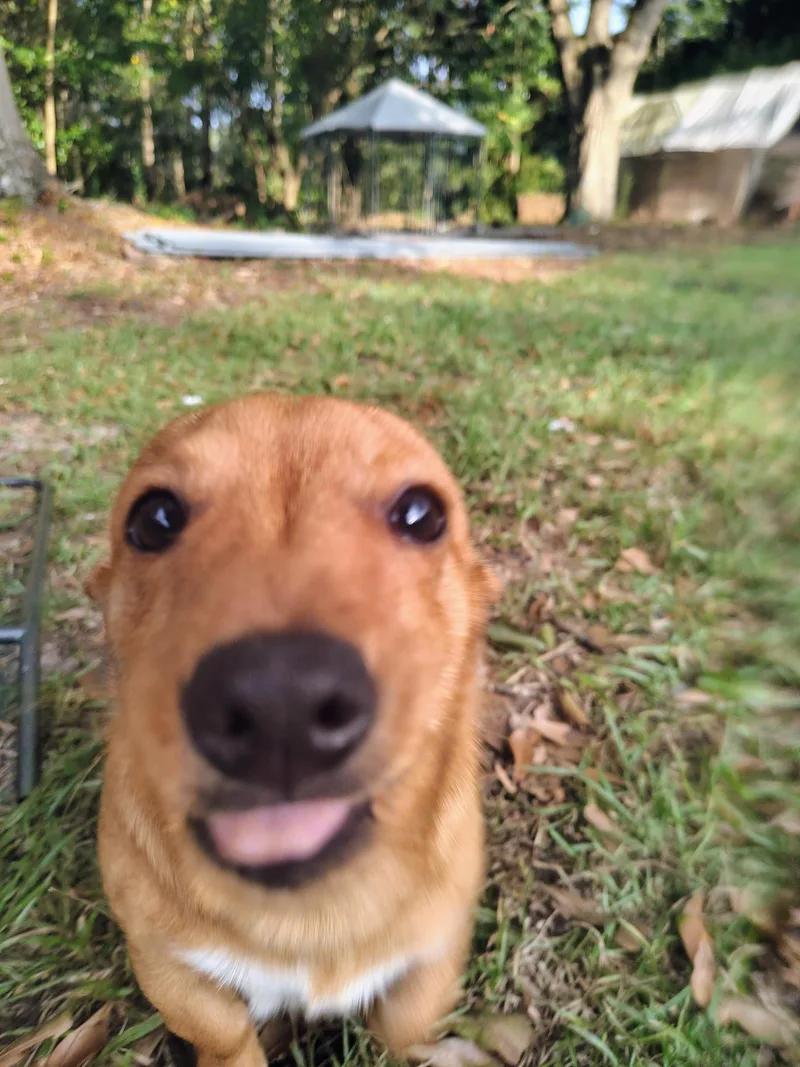 Dogpool
