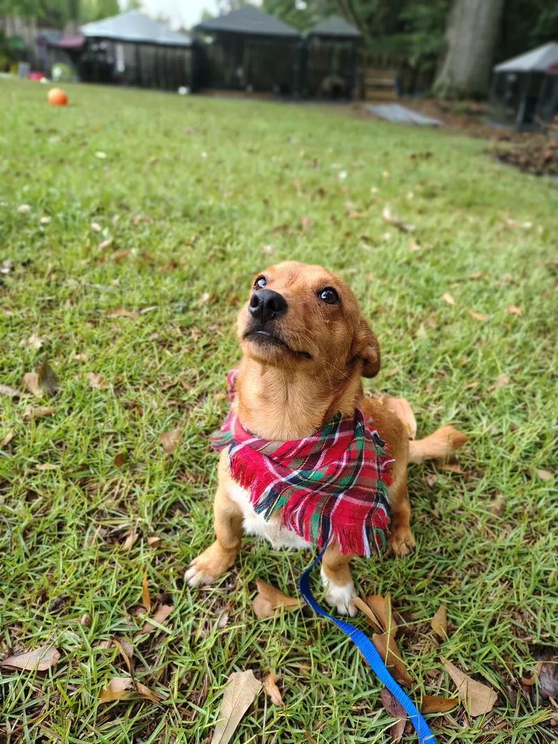 Dogpool thumbnail 3