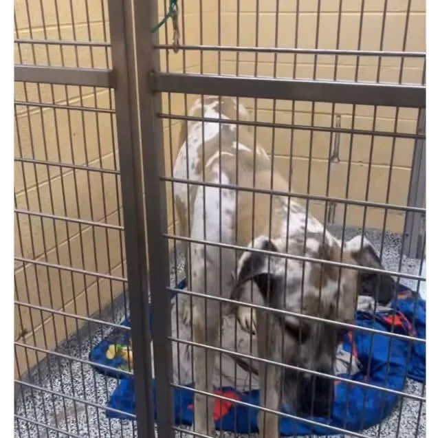 A young extra large-sized male Harlequin Great Dane dog named Charlie for adoption in Woodbury, NJ
