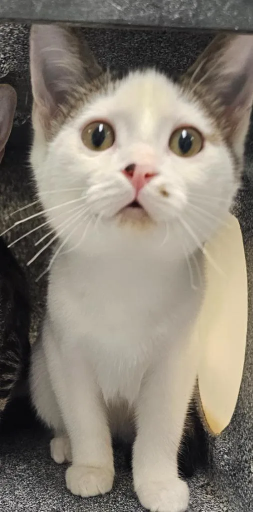 A baby small-sized male Domestic Short Hair cat named Rio for adoption in Athens, TN