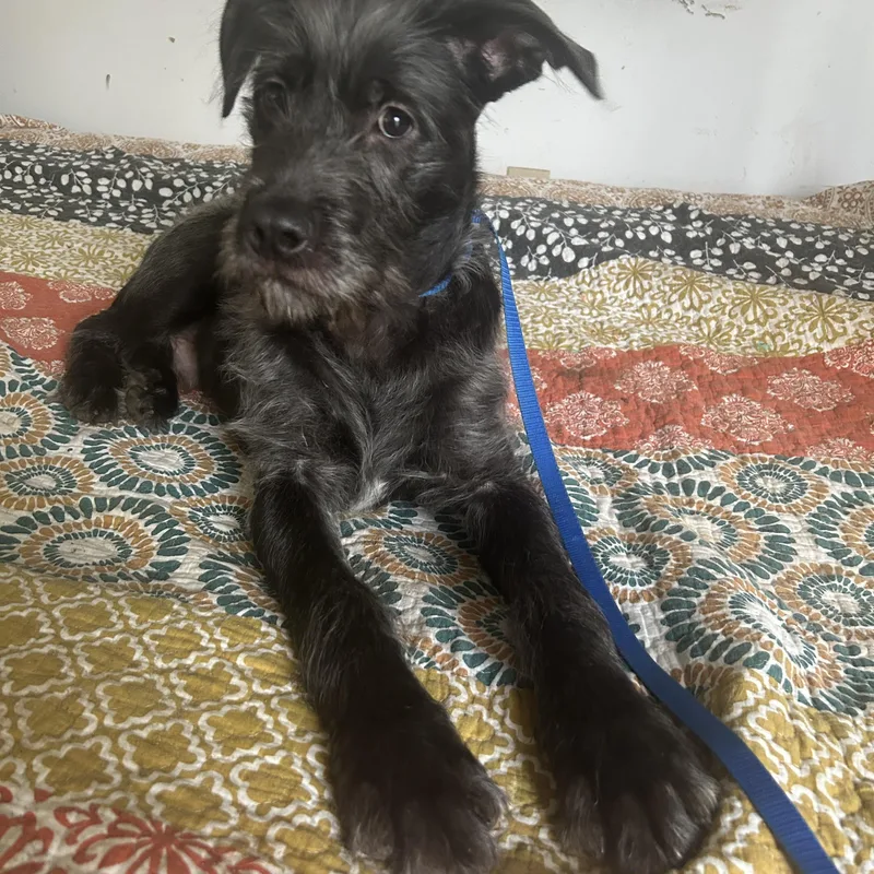 Oreo George thumbnail 2