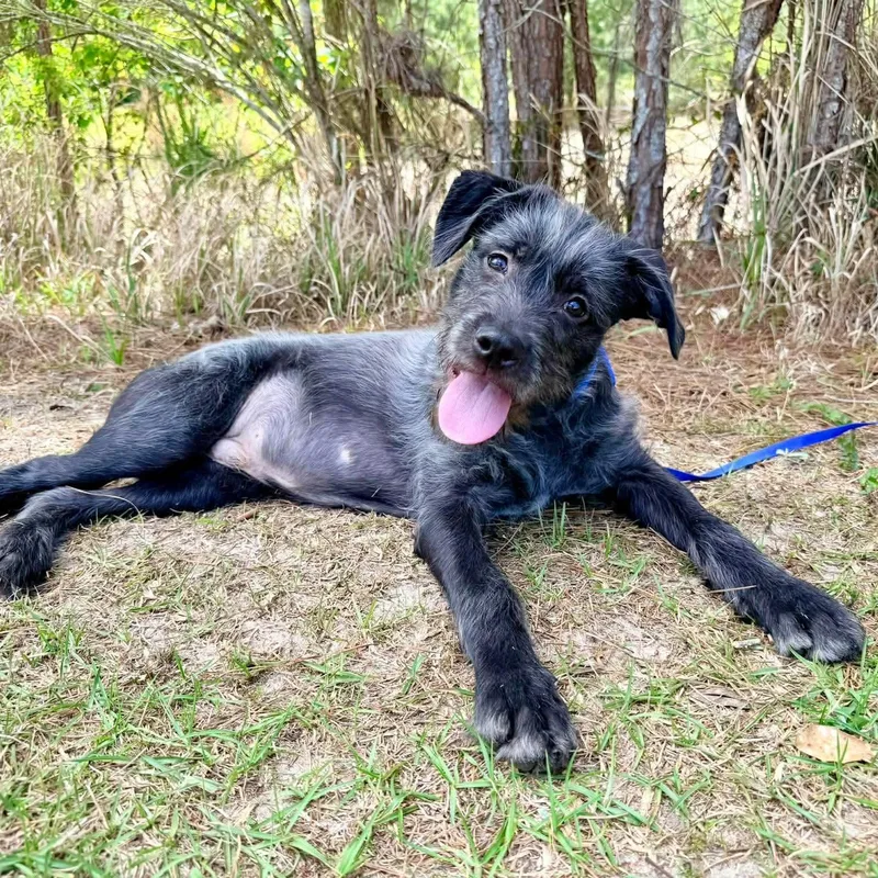 Oreo George thumbnail 3