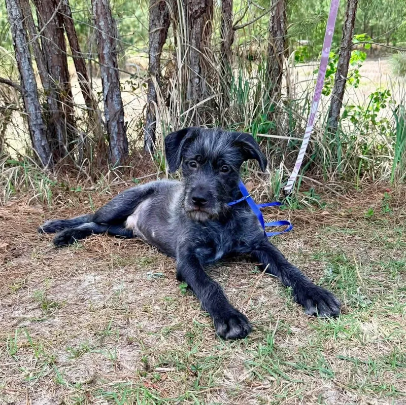 Oreo George thumbnail 4