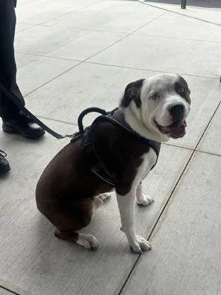 A young medium-sized male Mixed Breed dog named Ice for adoption in Atlanta, GA