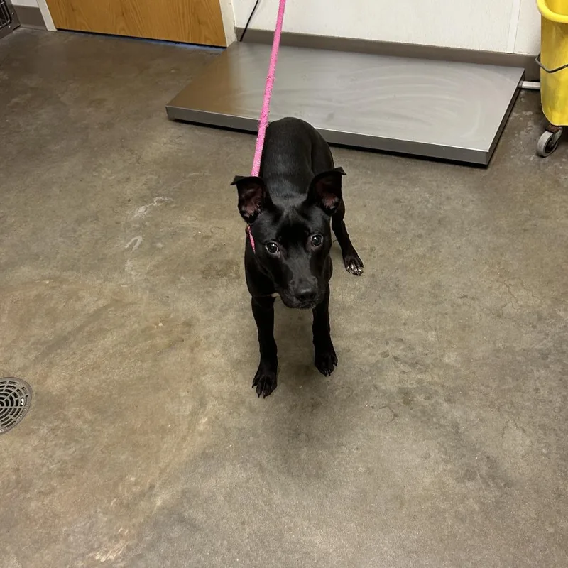 A young medium-sized male Black Pit Bull Terrier dog named Jett for adoption in Ottawa, KS