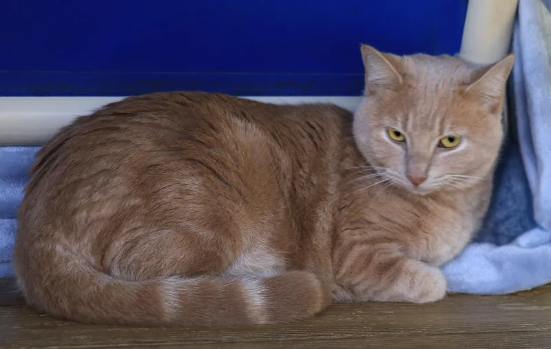 A young medium-sized female Domestic Short Hair cat named Cookie for adoption in North Fort Myers, FL