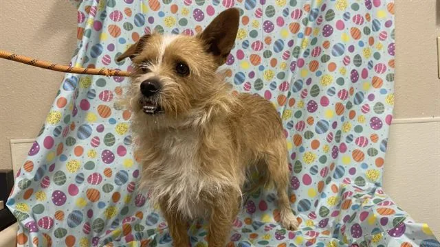 A young medium-sized male Parson Russell Terrier dog named Doc for adoption in Modesto, CA