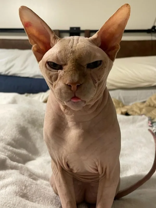 A senior medium-sized male Sphynx / Hairless Cat cat named Louie for adoption in Salt Lake City, UT