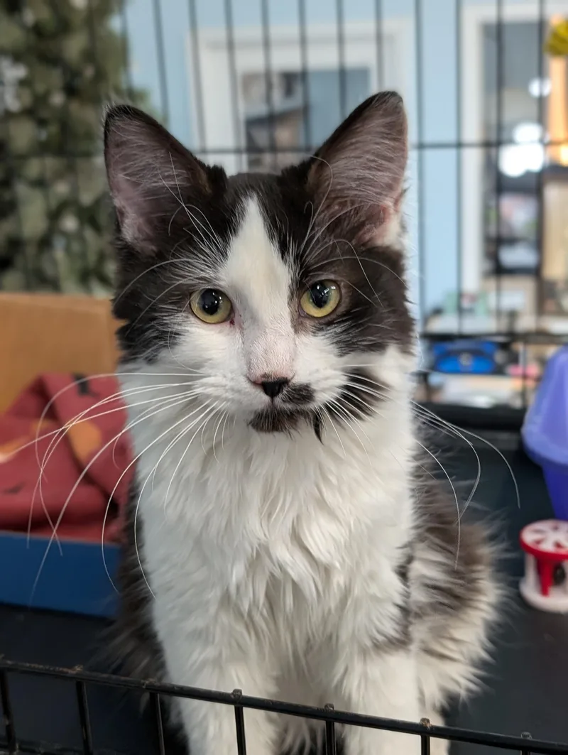 A baby medium-sized female Black & White / Tuxedo Domestic Long Hair cat named Mackenzie for adoption in Tilton, IL
