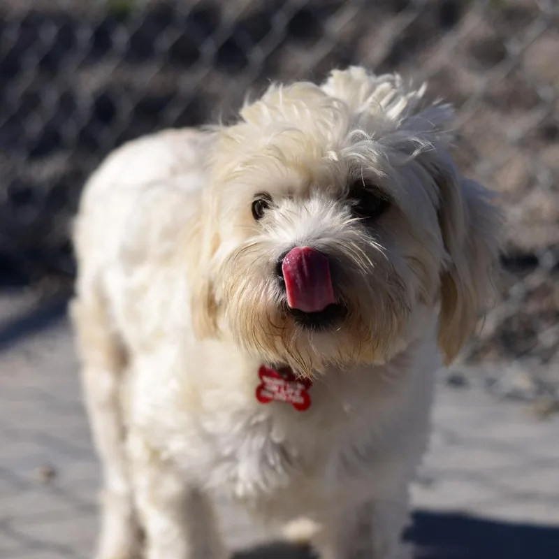 An adult small-sized male West Highland White Terrier / Westie dog named Heath for adoption in Idaho Falls, ID