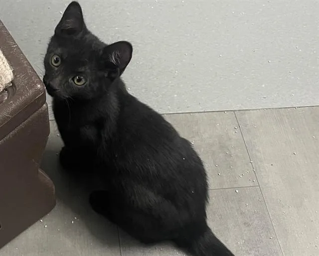 A baby small-sized female Domestic Short Hair cat named Cam for adoption in Tucson, AZ