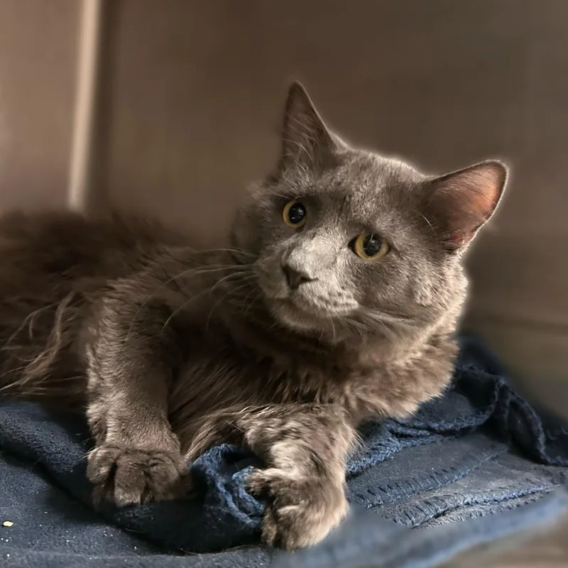 An adult large-sized male Gray / Blue / Silver Domestic Medium Hair cat named Actual Mr. Beast for adoption in Davenport, IA