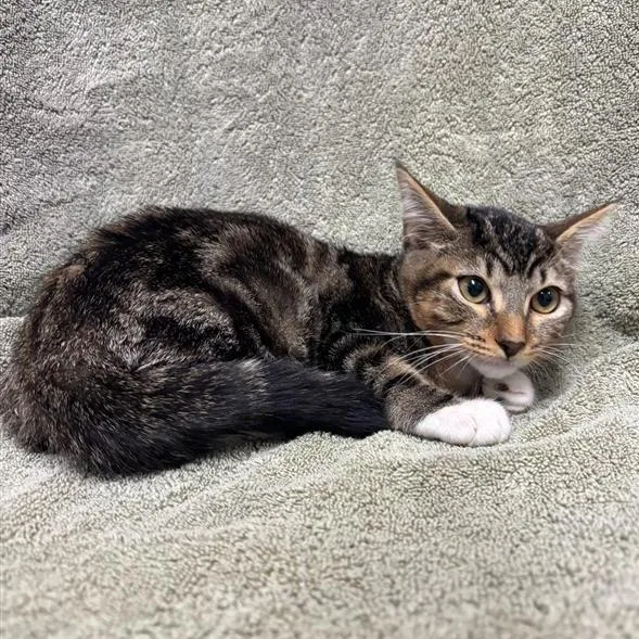 A baby small-sized female Brown / Chocolate Domestic Short Hair cat named Leaf Sedge for adoption in Hawthorne, CA