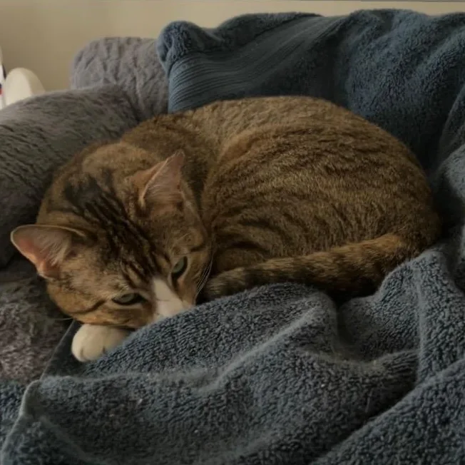 An adult medium-sized male Tabby (Brown / Chocolate) Tabby cat named Atticus for adoption in Maple Shade, NJ