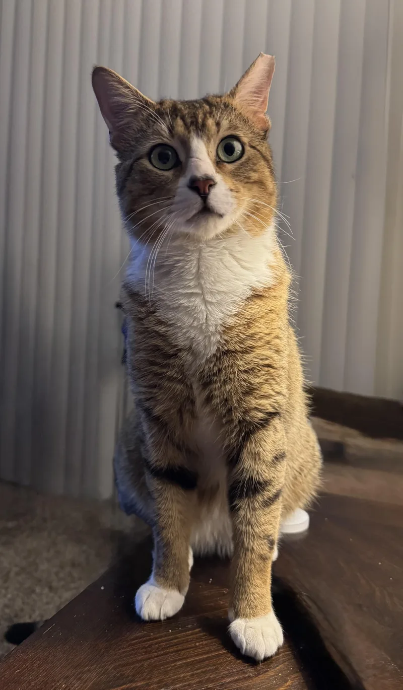 Atticus thumbnail 3